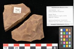 Foto (Detailsansicht) von Quercus palaeoilex Ettingshausen (NHMW-GEO-2024-0188-0940)